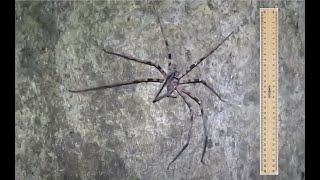 Giant Huntsman Spider Heteropoda maxima [upl. by Llerehc795]