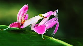 10 Mantis Religiosas Más Hermosas del Mundo que Debes VER [upl. by Katrine]