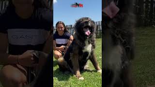 Caucasian Shepherd female Yaka dog puppy dogs animals bigdog lion [upl. by Wenoa]