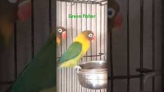 Green Fisher viralvideo naveedsheikh birds youtubeshorts fancybird fancy [upl. by Trautman975]