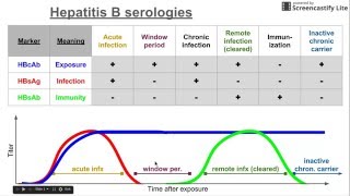 Hepatitis B serologies [upl. by Amador]