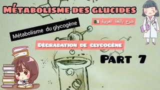 métabolisme des glucides  métabolisme du glycogène glycogènolys part 7 [upl. by Anaitsirk368]