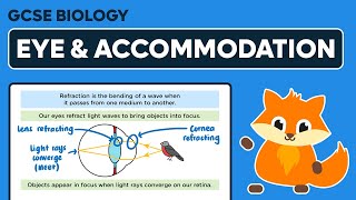 Eye Function Accommodation  GCSE Biology [upl. by Leanor]