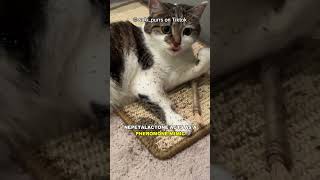 Why Do Cats Love Catnip So Much [upl. by Power403]