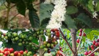 GROWING AND ESTABLISHMENT OF COFFEE FARMING [upl. by Yaffit]