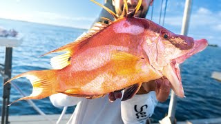 Tampa Bay Offshore Hogfish amp Snapper Fishing 65 Feet [upl. by Cochard]