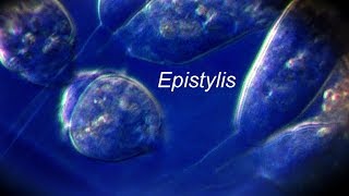 EPISTYLIS [upl. by Kieran]