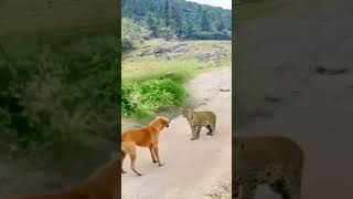 Kutte ki himmat manni padhegi shorts animal viral attack [upl. by Elatnahs385]