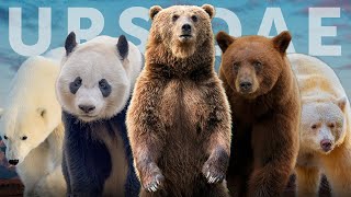 All 8 Species of Bear 7 Subspecies You Havent Heard Of [upl. by Doig]