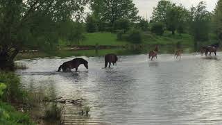 Wilde paarden in het water bij de kraaijenbergse plassen [upl. by Meng]