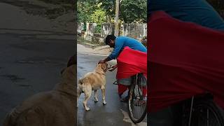 Helping Animals and Street Dog 😢🙏🏻trending ytshorts dog labrador viral love cute shorts [upl. by Darlene]