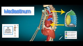 Mediastinum Anatomy I Human Anatomy Tutorial [upl. by Gona199]