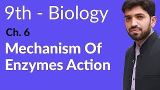 Matric part 1 Biology Mechanism of Enzyme Action  Ch 6 Enzymes biology  9th Class Biology [upl. by Nivla]