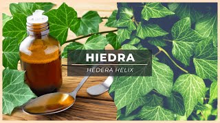 ⚠️Todo lo que Necesitas Saber sobre la HIEDRA ¿Es TÓXICA Propiedades y Precauciones 🌿​🍃​ [upl. by Debera872]