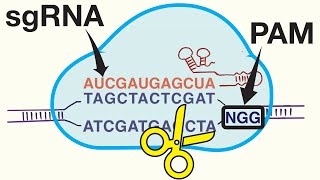 Genome Editing with CRISPRCas9 [upl. by Nallid160]