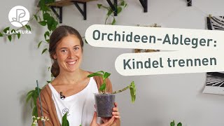 Orchideen vermehren Selbst Ableger abtrennen Anleitung [upl. by Poul]