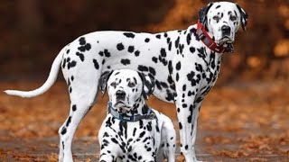 Everything About Dalmatian Dog Breed In Hindi by the mysterious science of dogs [upl. by Marcella]