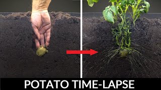 Potato Growing Underground Time Lapse  92 Days [upl. by Adnamra]