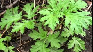 Invasion  Giant Hogweed  Heracleum mantegazzianum identification [upl. by Fronnia]