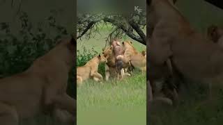 The Fierce Battle Between Lioness and Topi Antelope [upl. by Dayiz585]