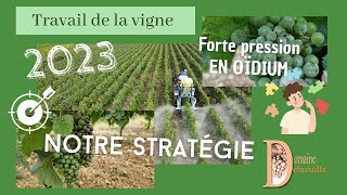 Les maladies de la vigne 2023  lattaque de loïdium  évité la destruction de la récolte [upl. by Bunnie]