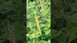 Crotalaria pallidaLục lạc ba lá tròn [upl. by Morena]