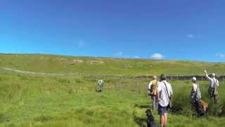 Bolting rabbits gundog training [upl. by Rednav399]