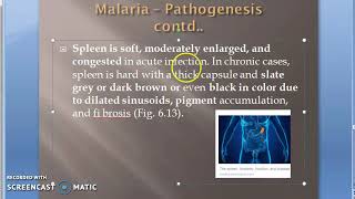 Parasitology 075 h Plasmodium Malaria Pathological Changes Febrile paroxyms Pathogenesis clinical [upl. by Nodnart177]