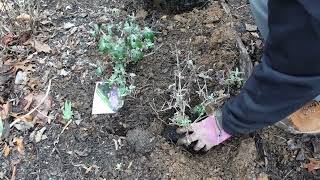 Adding 12 perennials Widening flower bed [upl. by Heber]