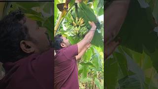 Ripen Banana 🍌 harvest very tasty new veritiybanana fruits nature fruittrees fruiting [upl. by Vonni]