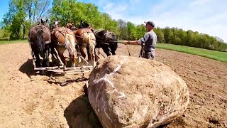 FOUR DRAFT HORSE POWER Can They Pull This HUGE Boulder [upl. by Ylrbmik]