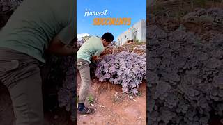 How to Harvest Succulents Like a Pro [upl. by Oleta571]