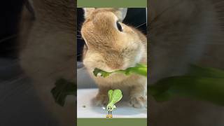 The breeders daily feeding routine👅todays snack is lettuce🥬My rabbits favourite lettuces shorts [upl. by Dagley945]