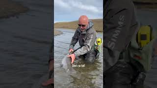 The first morning session on the famous Rio Gallegos 🎣🇦🇷 [upl. by Utas]