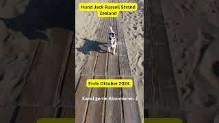 Hund Jack Russell Strand Zeeland Niederlande Oktober 2024 [upl. by Terri99]