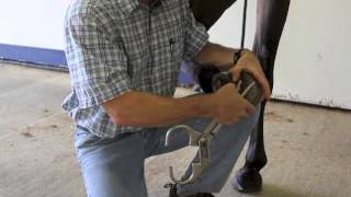 Basic Lameness Evaluation of the Horse [upl. by Meghan715]