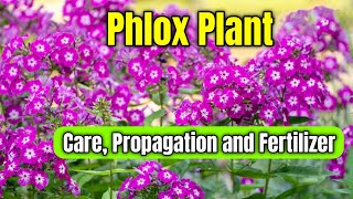 How to Grow and Care Phlox Flower Plant  Phlox Plant Care Propagation and Fertilizer [upl. by Aicil]