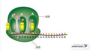 Chloramphenicol Mechanism of Action [upl. by Uile]