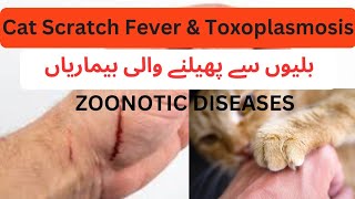 Cat Zoonotic Diseases  Cat Scratch Fever amp Toxoplasmosis  Signs amp Diagnosis  Vet Explains [upl. by Sivlek]