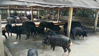 Pig party Food শুকরের খামার পরিদর্শন খুলনাvlog [upl. by Doubler798]