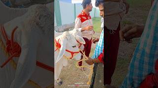 Bulls Videos amp Rats Ieejabulls bullcartvideos milkteethbulls bullsvideo [upl. by Elvina]