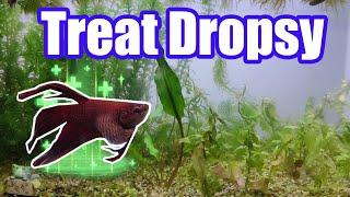 Treating Betta Fish Dropsy A Complete Scientific Step by Step Guide [upl. by Kile]