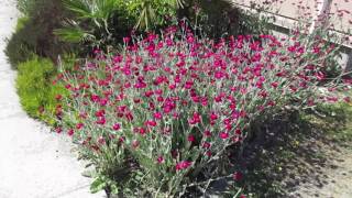 Drought tolerant Perennial Flower Lychnis coronaria [upl. by Acsehcnarf891]