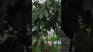 Wow  Super Large Schefflera  Houseplant Shopping 🌿 Look at this 20 Plus ft Schefflera Amate [upl. by Evonne]