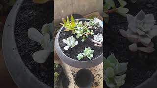 suculentas cactos garden plantas terrario onepiece [upl. by Fatma]