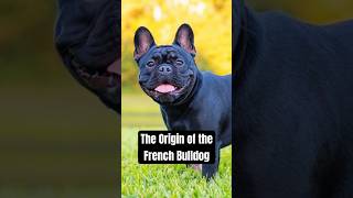 The Origin of the French Bulldog 🔥 [upl. by Clauddetta]