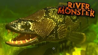 River Monster SnakeHead  Feed And Grow  Ep8 [upl. by Gizela]