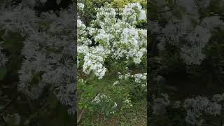 Chionanthus retusus Chinese fringe tree [upl. by Browne606]