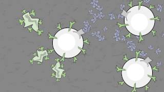 Video 11 Antigen Eating Phagocytes [upl. by Dulsea]