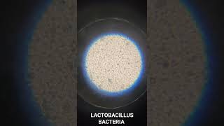 Lactobacillus Bacteria under microscope  Biology Practical [upl. by Asilaj252]